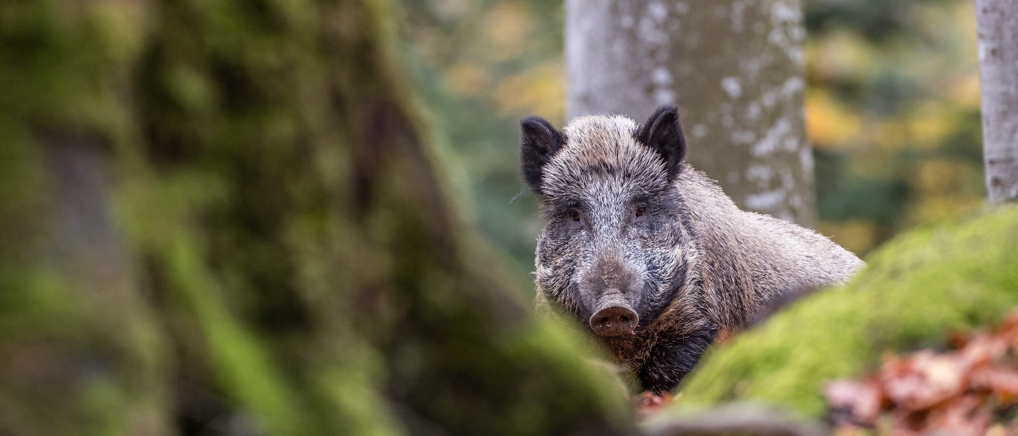 Wildschwein im Wald Wildschwein im Wald