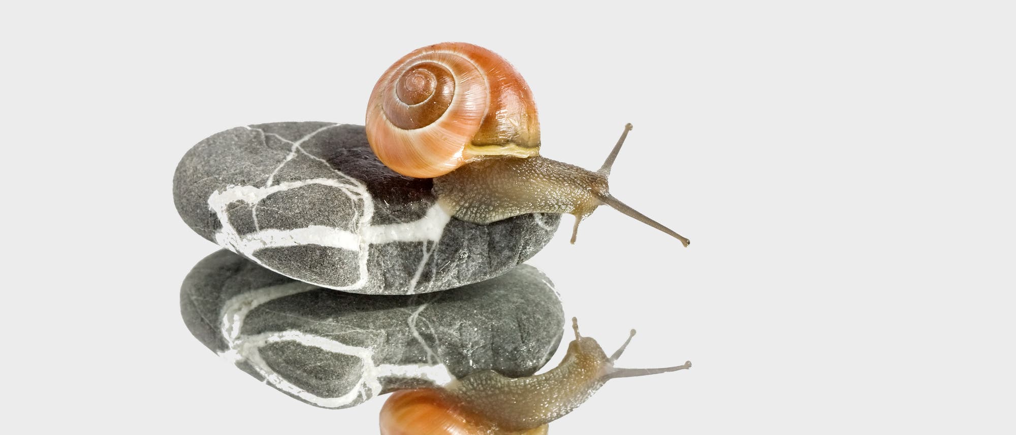 Eine Schnecke sitzt auf einem Stein und betrachtet ihr Spiegelbild. Eine Schnecke sitzt auf einem Stein und betrachtet ihr Spiegelbild.