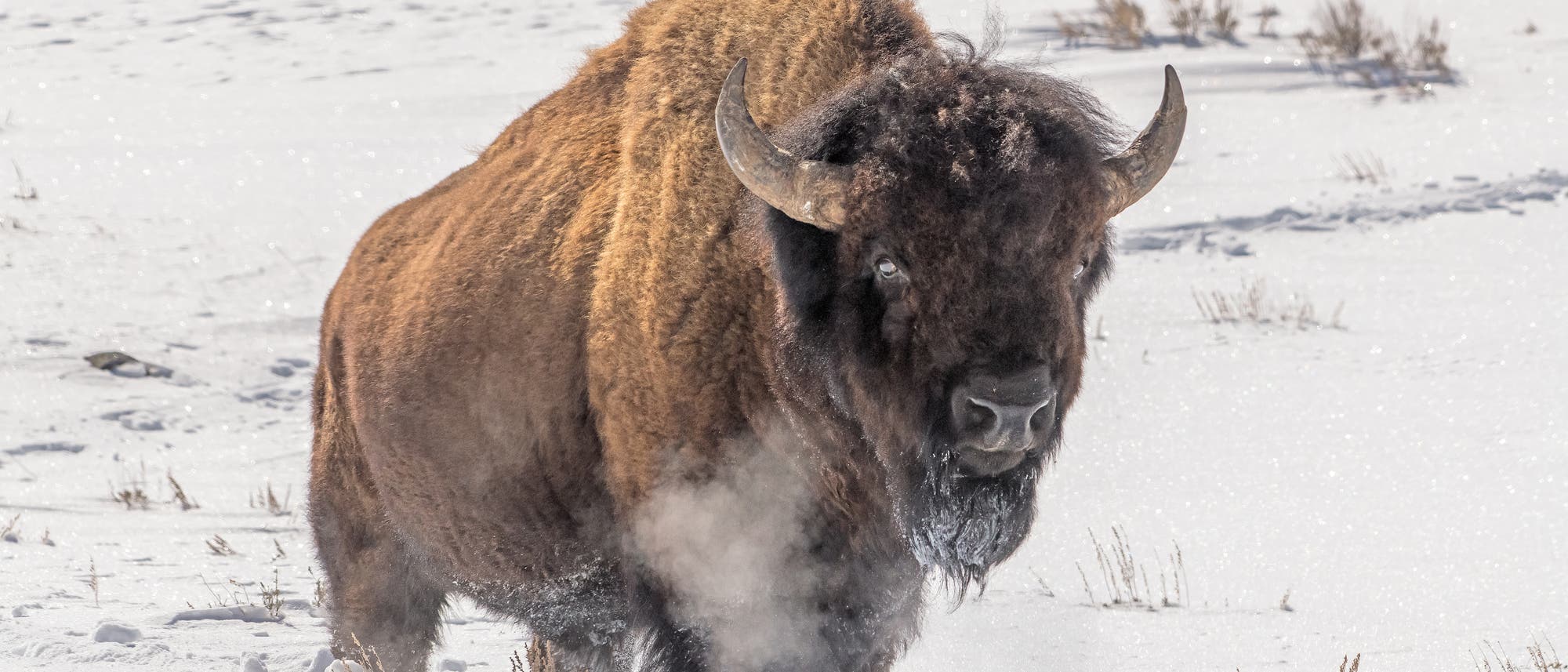 Bison im Schnee Bison im Schnee
