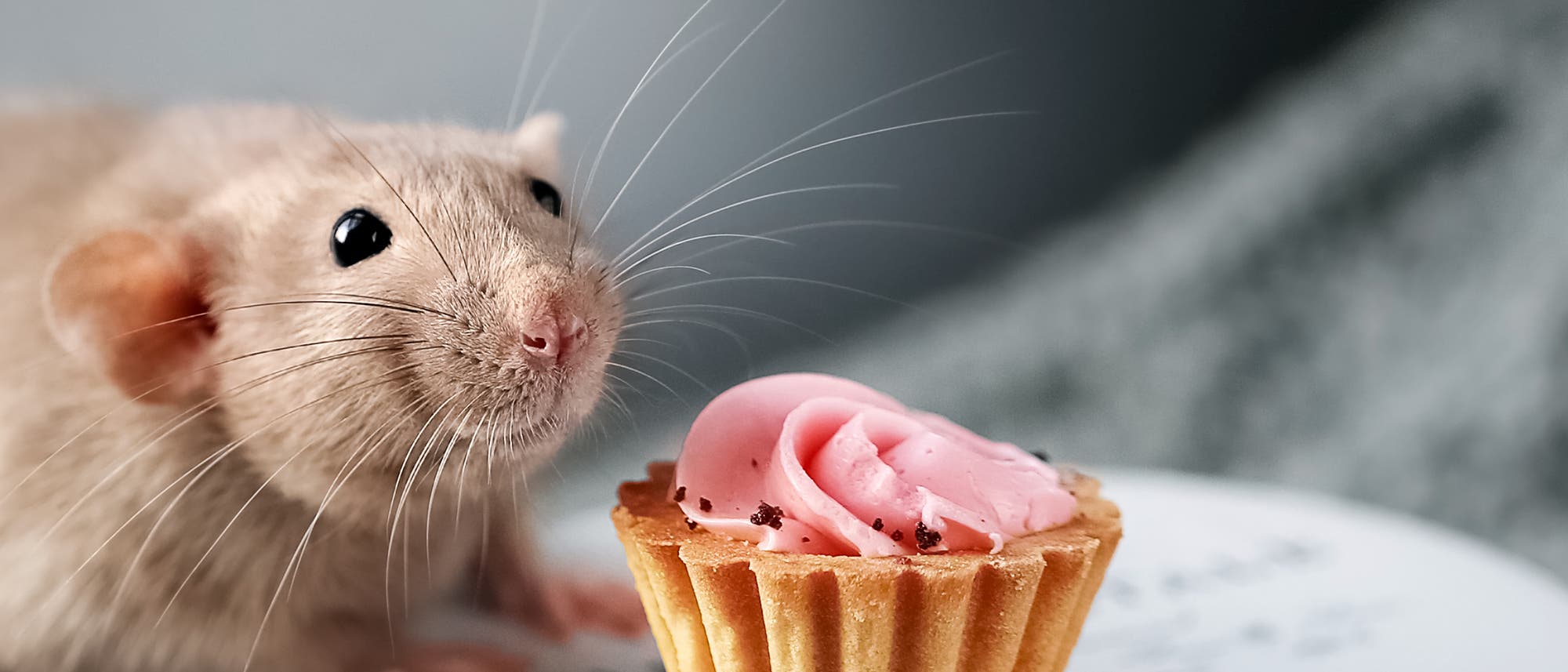Maus mit Cupcake Maus mit Cupcake