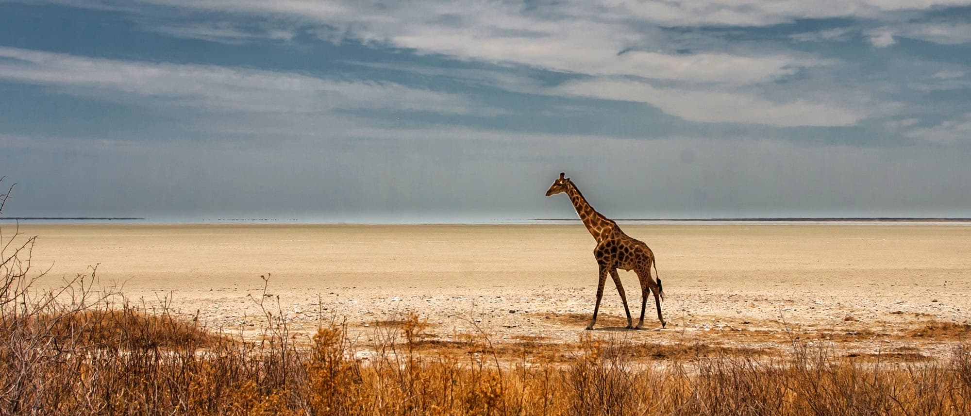 Einzelne Giraffe läuft durch die Steppe Einzelne Giraffe läuft durch die Steppe