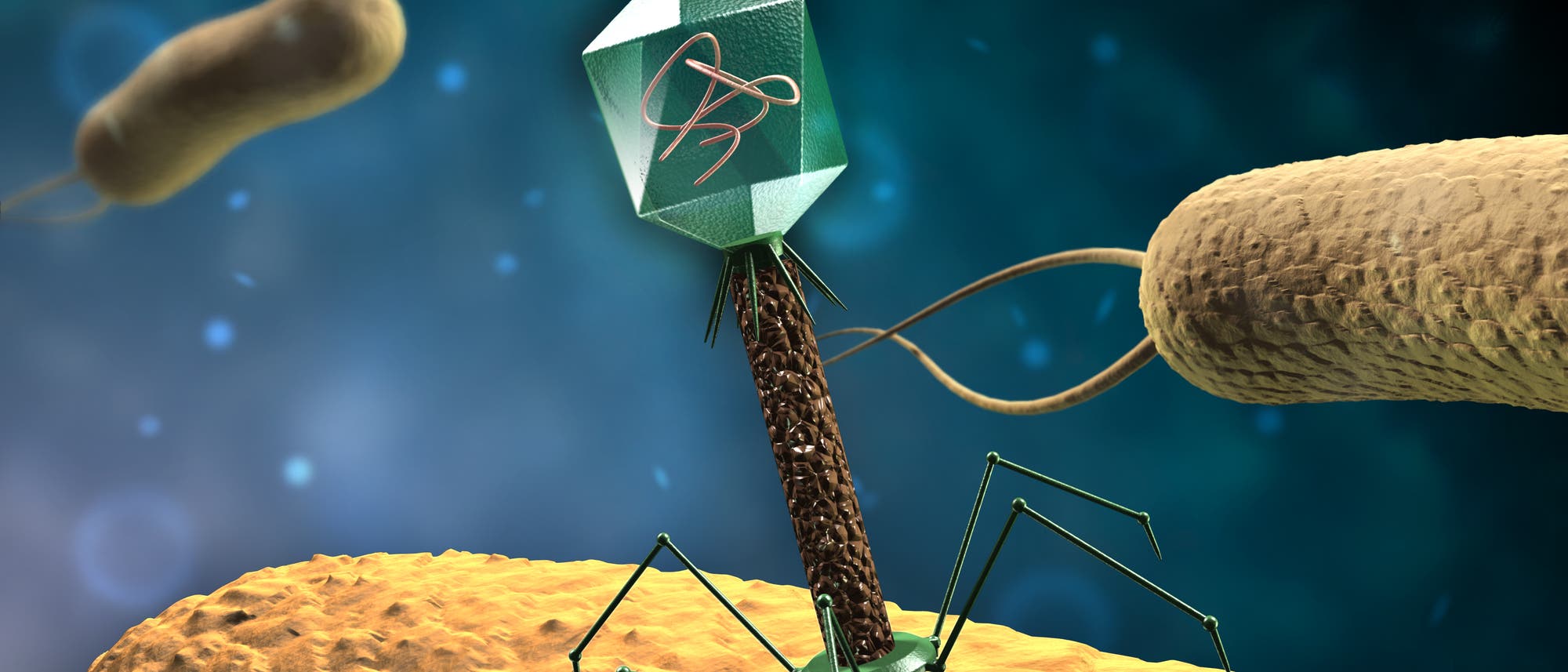 Die ersten Genome, die man entschlüsselte, gehören Bakteriophagen Die ersten Genome, die man entschlüsselte, gehören Bakteriophagen