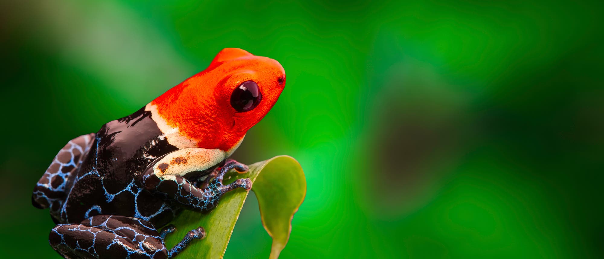 Pfeilgiftfrosch Pfeilgiftfrosch