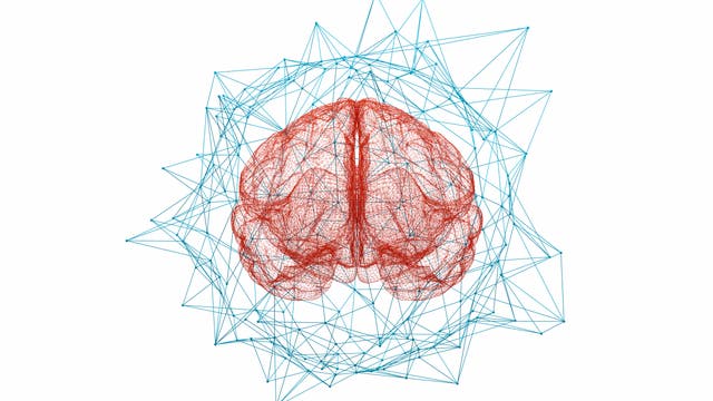Gehirn und neuronales Netz