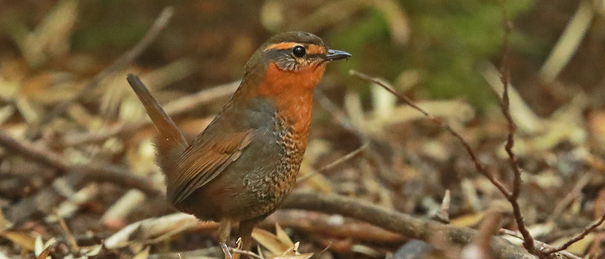 Rotkehltapaculo (Scelorchilus rubecula) Rotkehltapaculo (Scelorchilus rubecula)