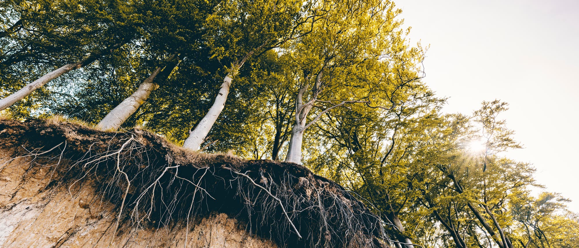 Bäume am Abgrund Bäume am Abgrund