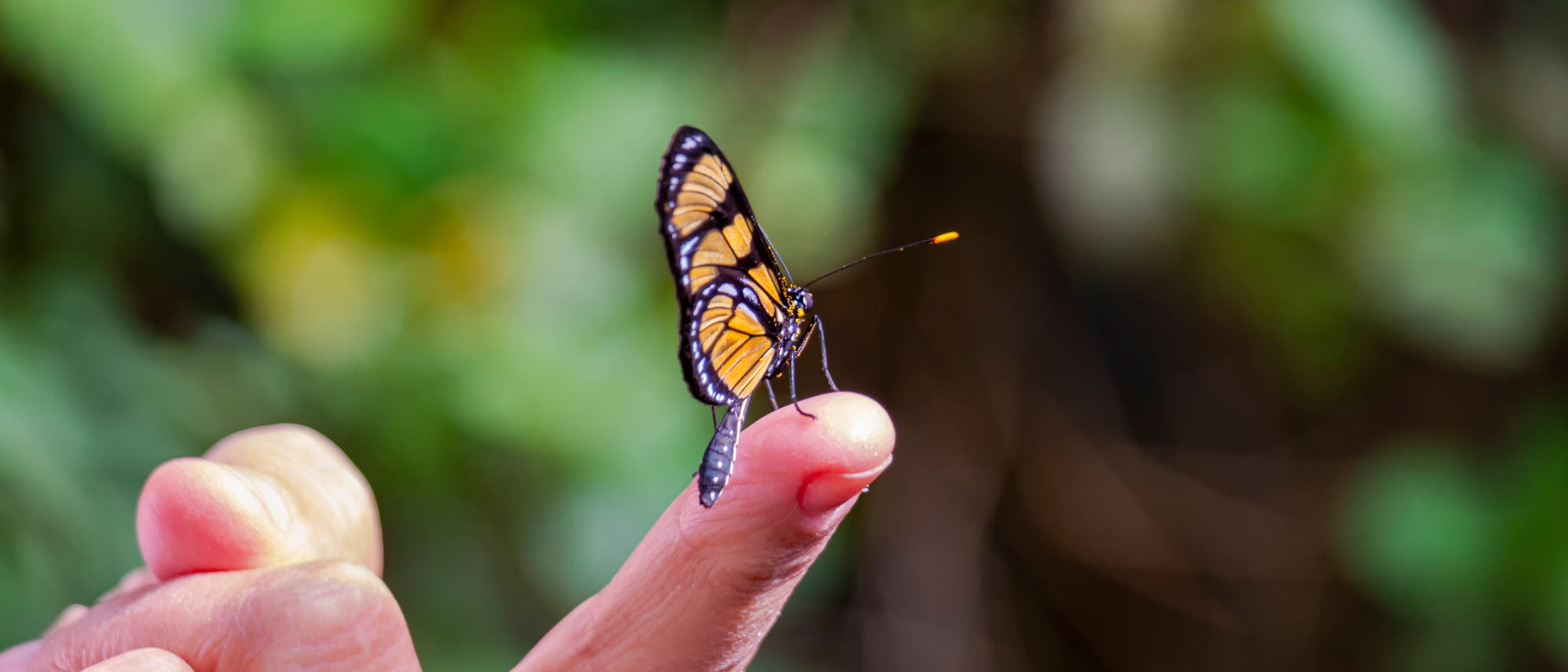 Ein Schmetterling sitzt auf einer Fingerkuppe. Der Finger ist noch mit einer Hand verbunden und liegt nicht irgendwo rum, keine Sorge. Ein Schmetterling sitzt auf einer Fingerkuppe. Der Finger ist noch mit einer Hand verbunden und liegt nicht irgendwo rum, keine Sorge.