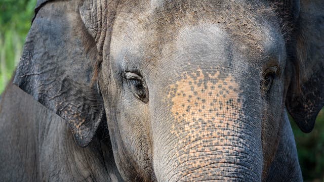 Elefantengesicht frontal fotografiert