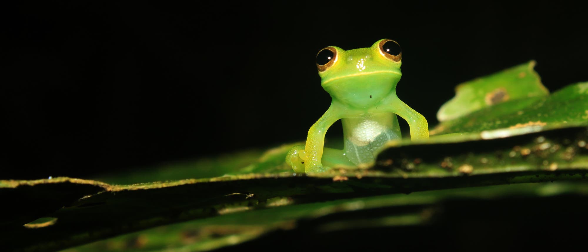 Ein Glasfrosch auf einem Blatt Ein Glasfrosch auf einem Blatt