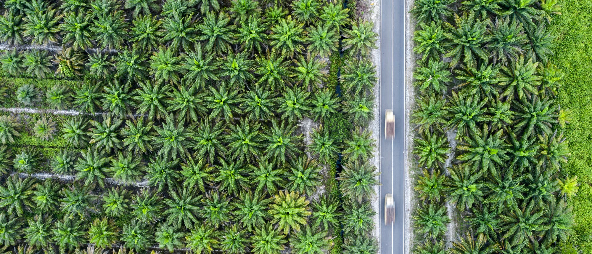 Palmölplantage in Indonesien Palmölplantage in Indonesien
