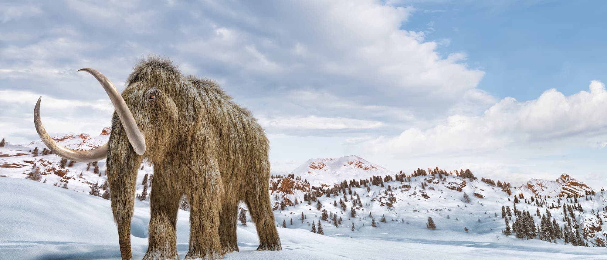 Wollhaarmammut auf Wanderschaft Wollhaarmammut auf Wanderschaft