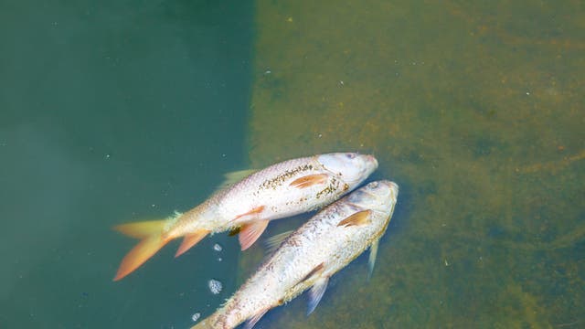 Tote Fische in Thailand