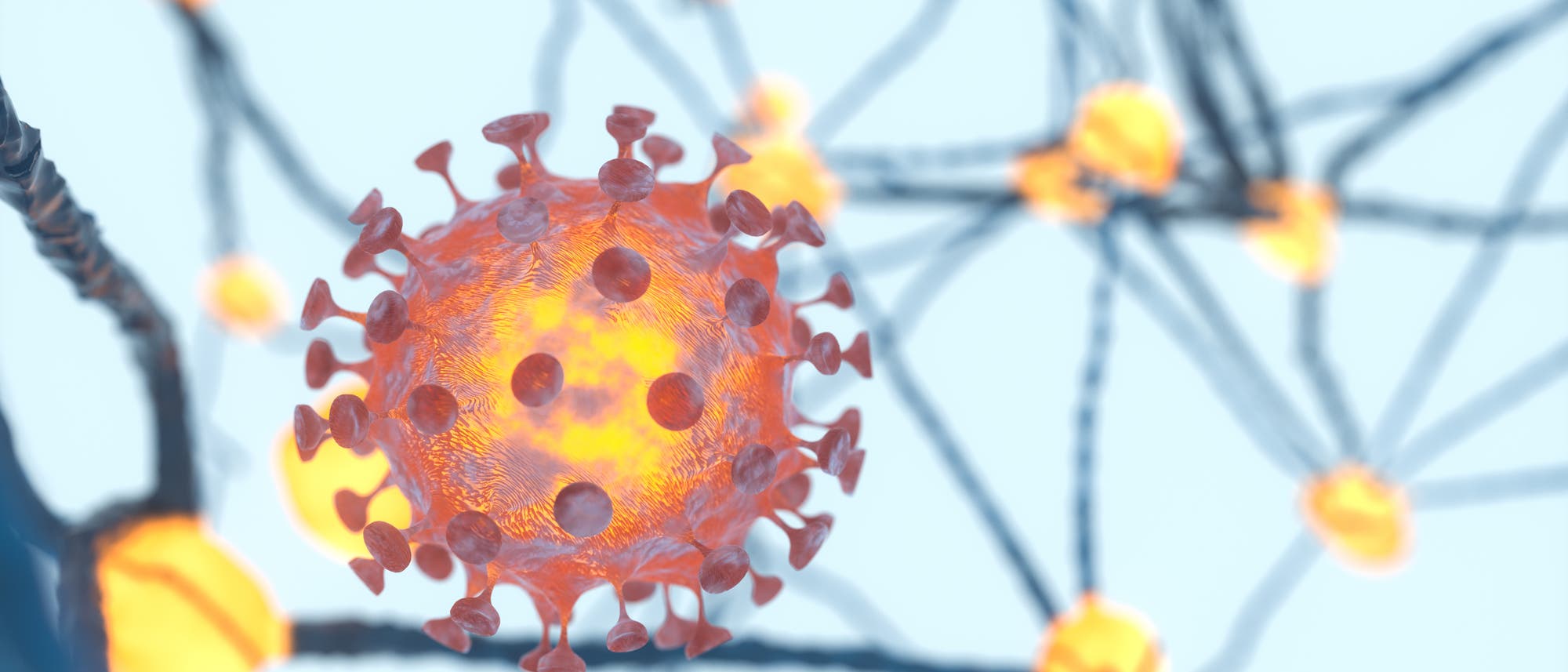 Coronavirus zwischen Nervenzellen Coronavirus zwischen Nervenzellen