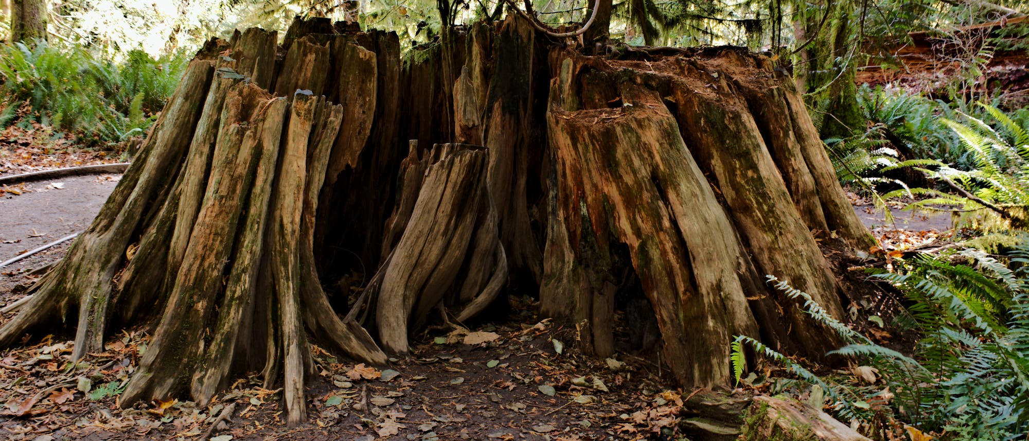 Ein Baumstumpf im Wald Ein Baumstumpf im Wald
