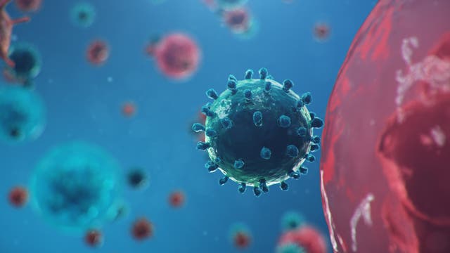 Coronavirus dockt an eine Zelle an