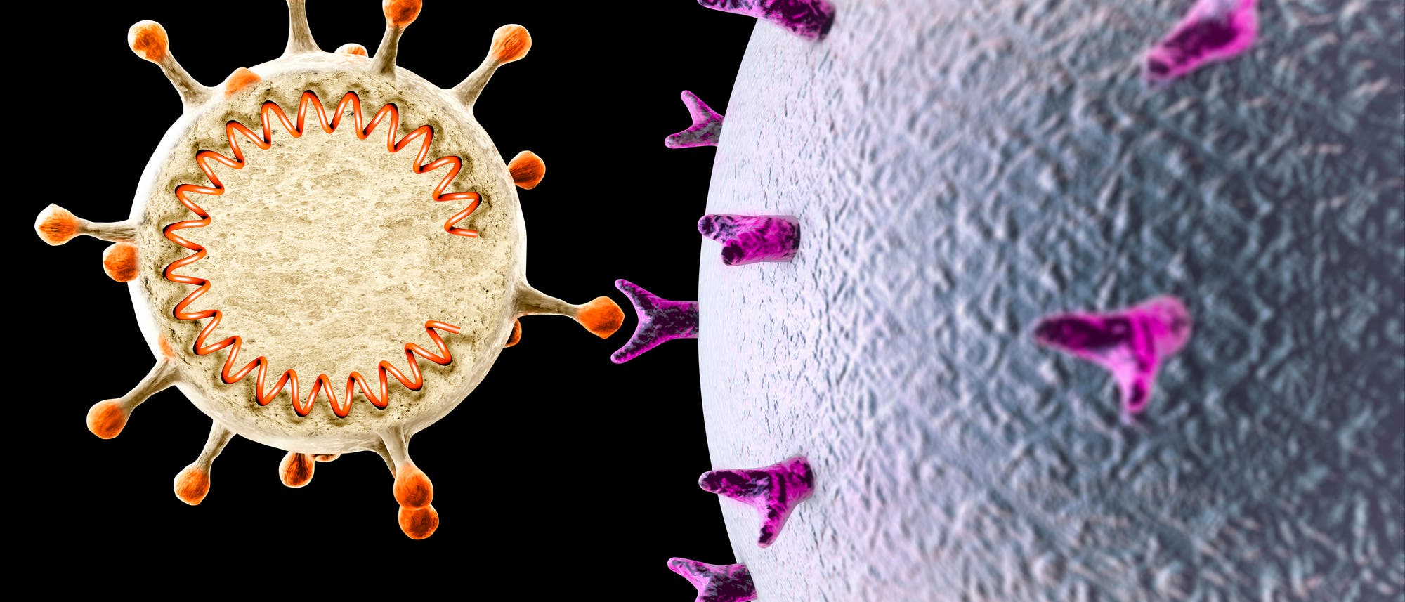 Illustration: Coronavirus dockt mit Hilfe des Spikeproteins an eine Wirtszelle an.