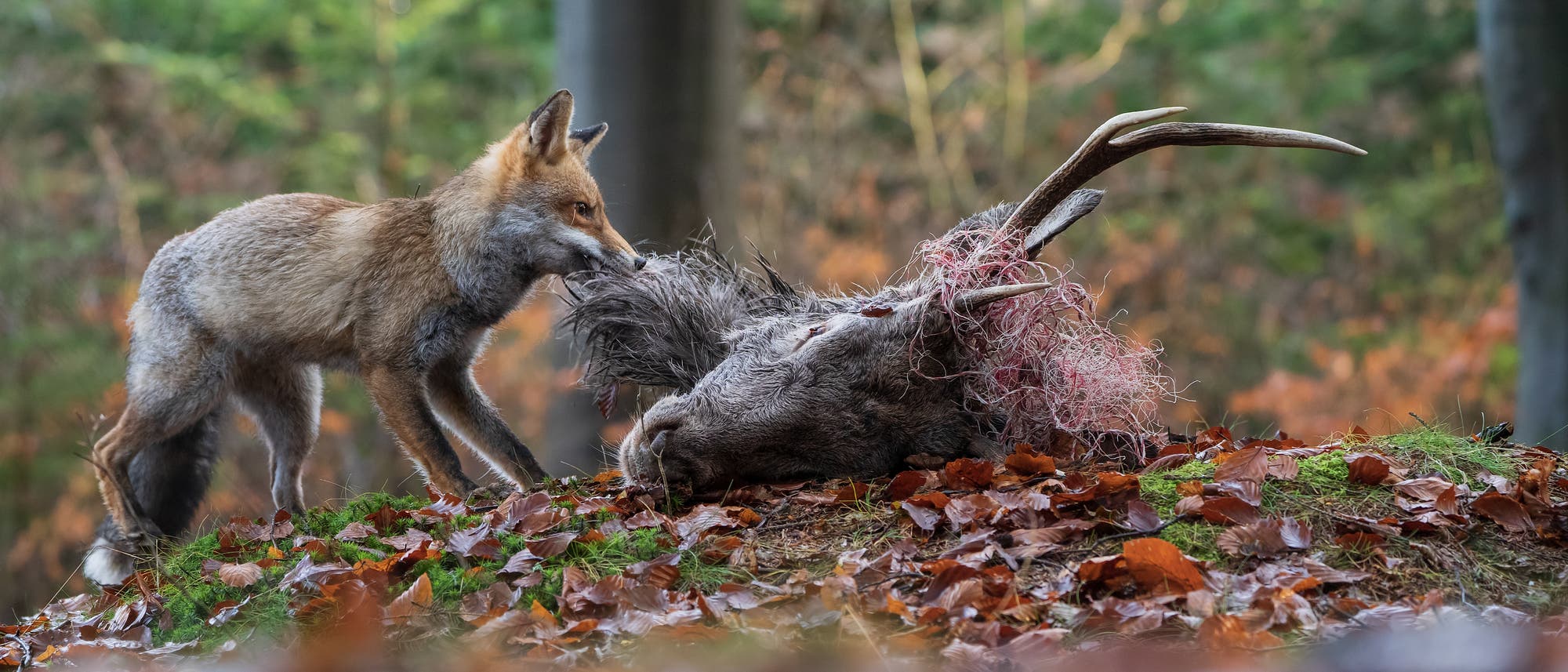 Fuchs frisst toten Rehbock Fuchs frisst toten Rehbock