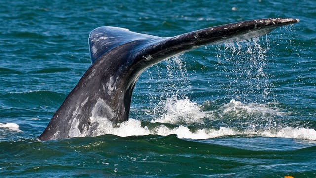 Fluke eines abtauchenden Grauwals