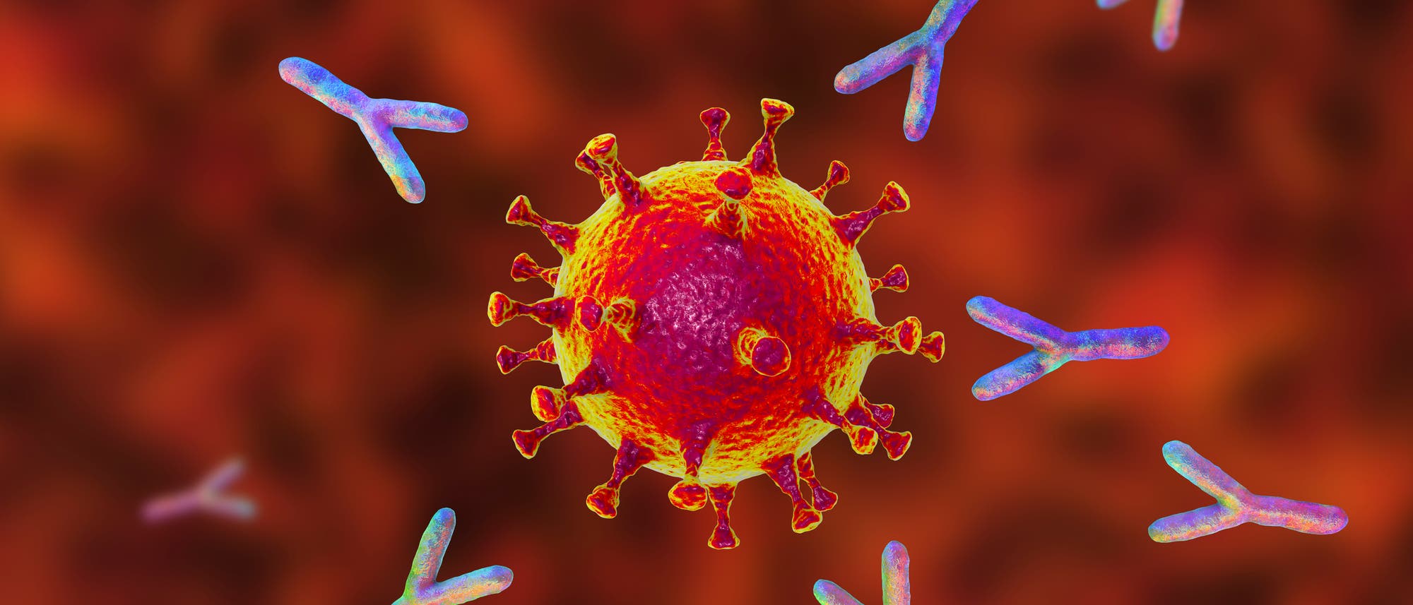 Stilisierte Antikörper halten Sicherheitsabstand rund um ein Coronavirus. Stilisierte Antikörper halten Sicherheitsabstand rund um ein Coronavirus.