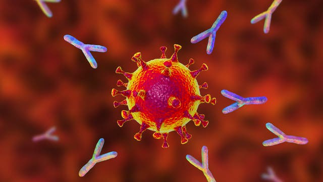 Stilisierte Antikörper halten Sicherheitsabstand rund um ein Coronavirus.