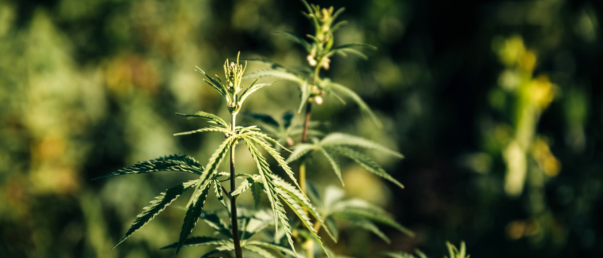 Cannabisanbau Cannabisanbau