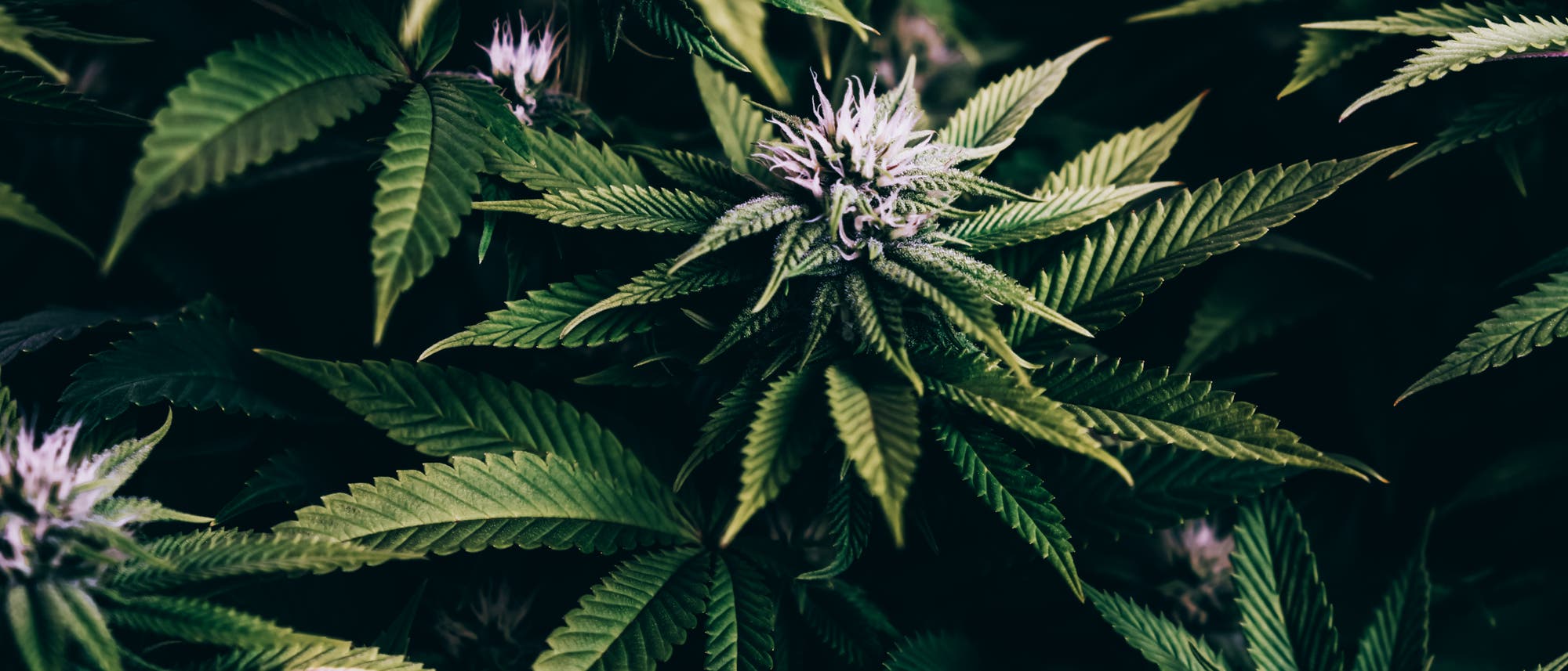 Cannabis Cannabis