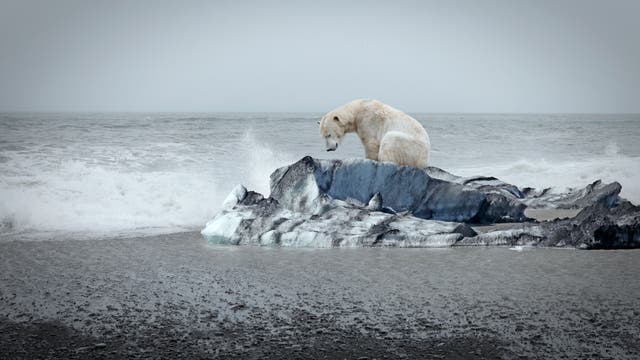 Arktische Tiere wie Eisbären sind auf Meereis angewiesen. Obwohl die jährliche Mindestausdehnung in diesem Jahr relativ hoch war, schrumpft die Eisdecke mit dem globalen Temperaturanstieg.