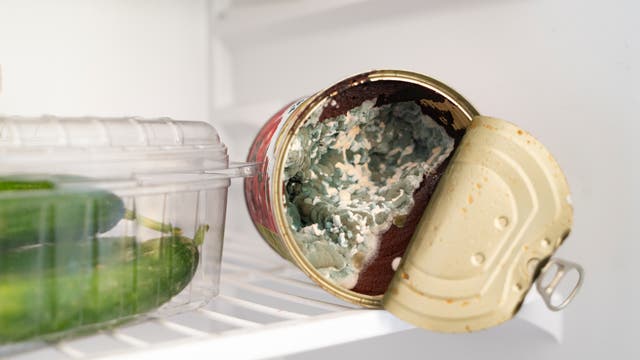 Verschimmelte Dose mit Tomatenmark in einem ansonsten sauberen Kühlschrank.