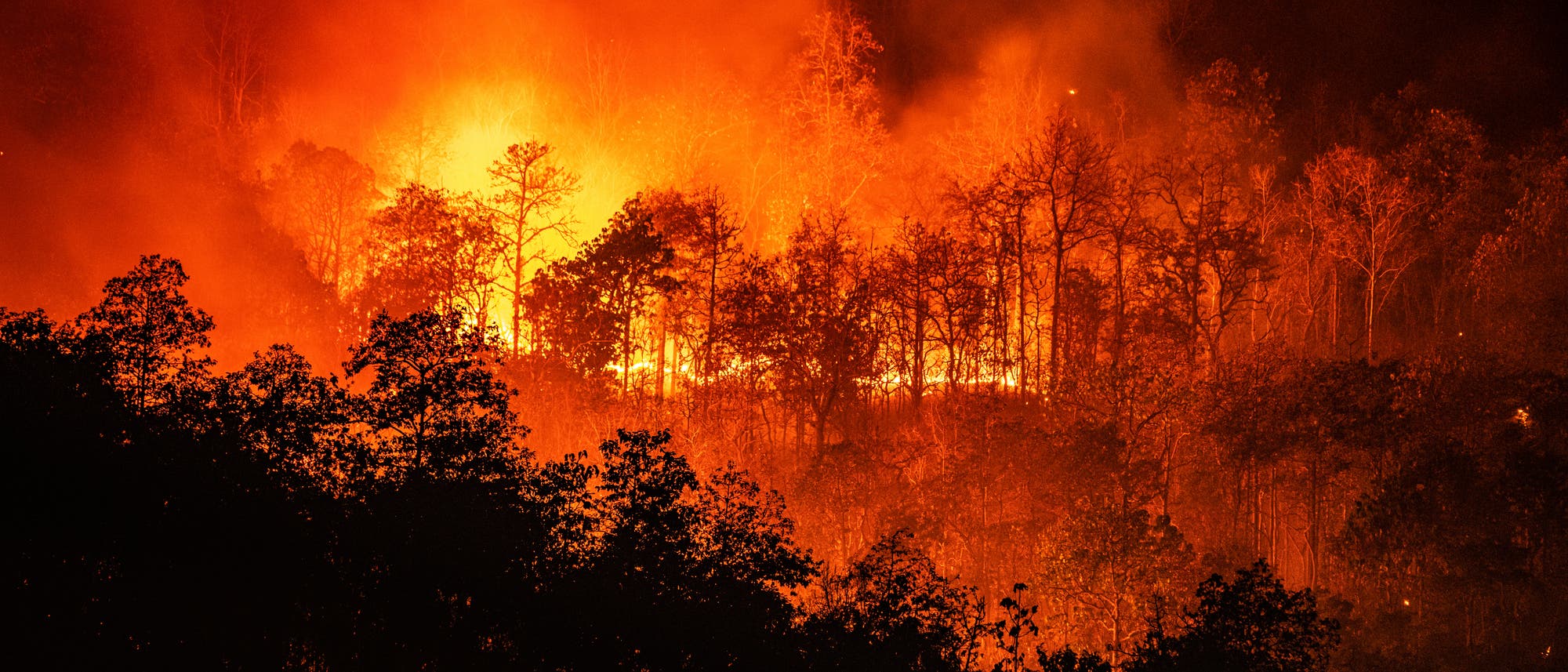 Waldbrand Waldbrand
