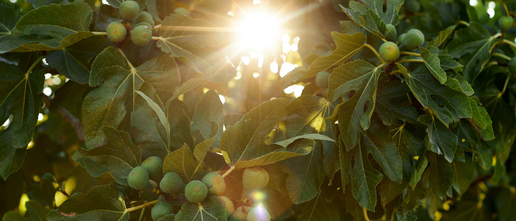 Die Blätter der Echten Feige (»Ficus carica«) sind die Leibspeise der Raupen des Feigen-Spreizflügelfalters (»Choreutis nemorata«). Die Blätter der Echten Feige (»Ficus carica«) sind die Leibspeise der Raupen des Feigen-Spreizflügelfalters (»Choreutis nemorata«).