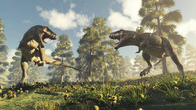 Zwei Tyrannosaurier beim Kämpfen.