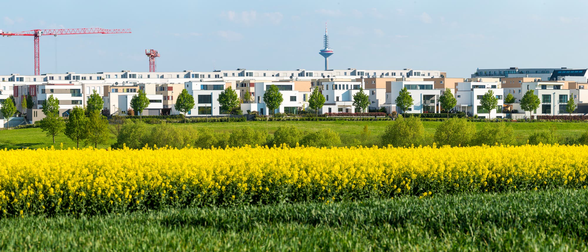 Dicht bebaute Städte treffen auf ausgeräumte Kulturlandschaften: Für Insekten bleibt kein Platz Dicht bebaute Städte treffen auf ausgeräumte Kulturlandschaften: Für Insekten bleibt kein Platz