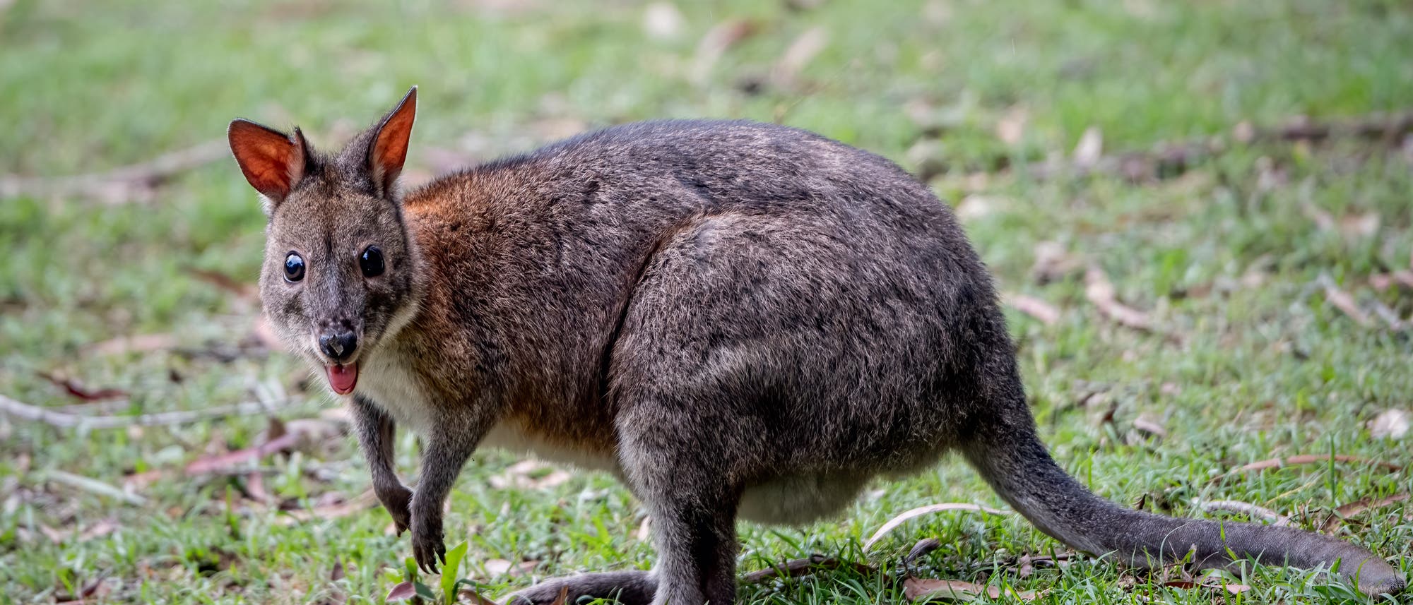 Ein junges Wallaby steht in einer Graslandschaft und streckt die Zunge heraus. Nein, das ist kein Quokka. Aber fast. Ein junges Wallaby steht in einer Graslandschaft und streckt die Zunge heraus. Nein, das ist kein Quokka. Aber fast.