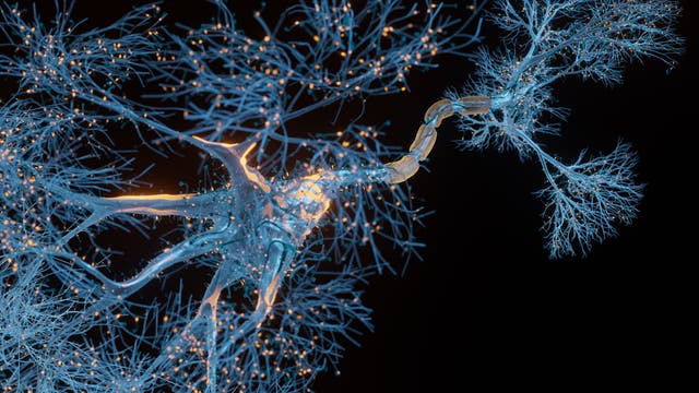 Nervenzelle mit vielen Verzweigungen
