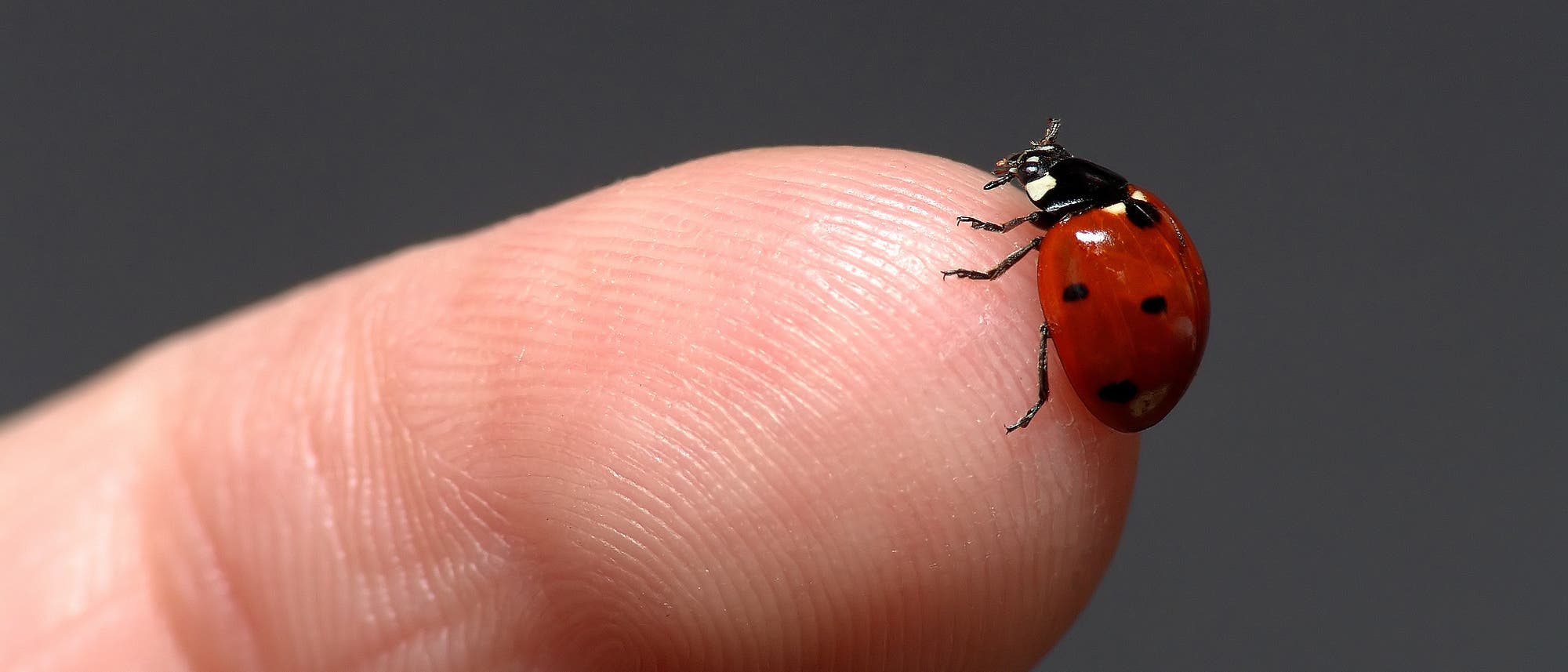 Marienkäfer sitzt auf einem Finger Marienkäfer sitzt auf einem Finger