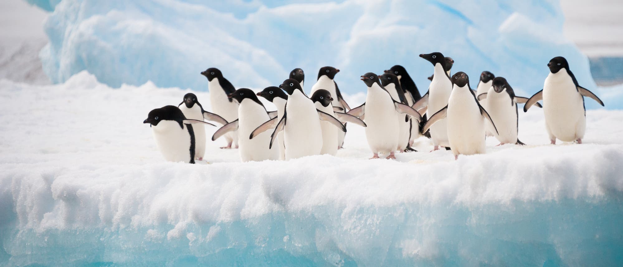 Pinguine auf dem Eis Pinguine auf dem Eis