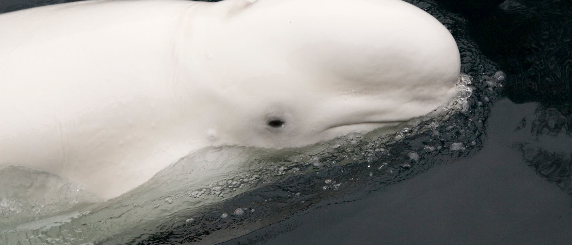 Ein Beluga Ein Beluga