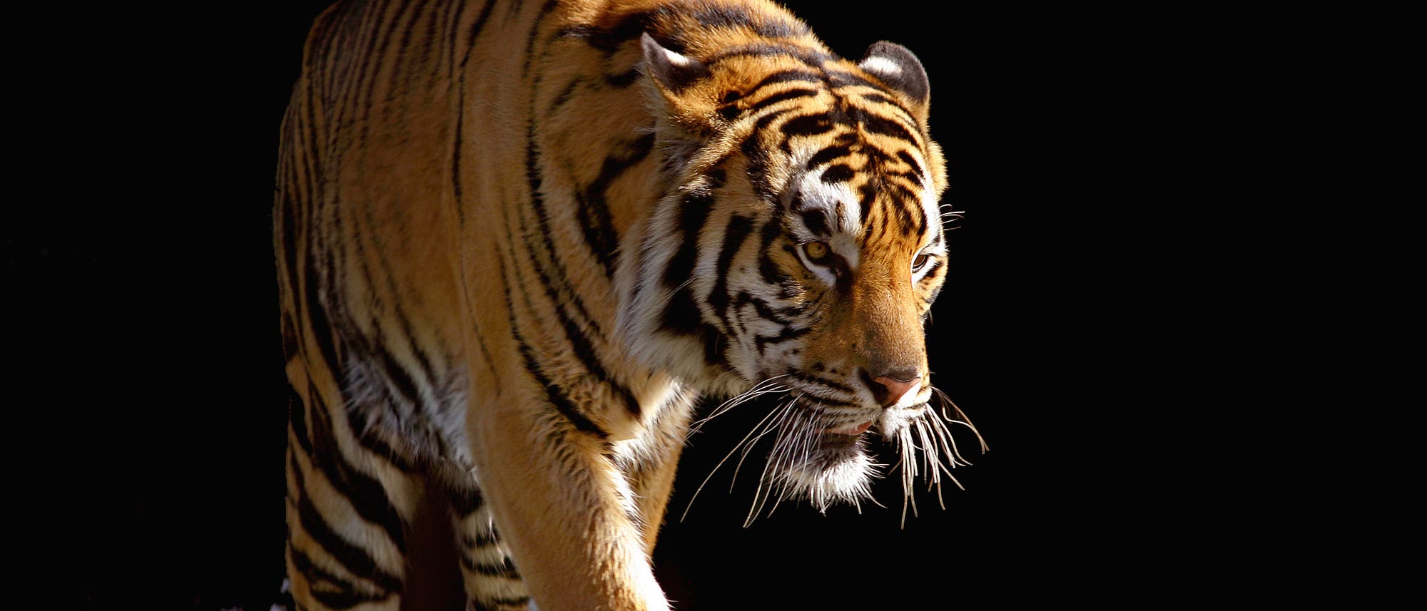 Tiger Tiger