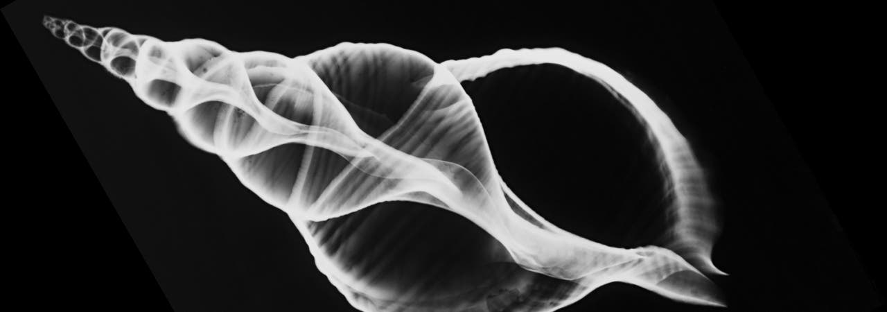 Röntgenaufnahme einer Seeschnecke
