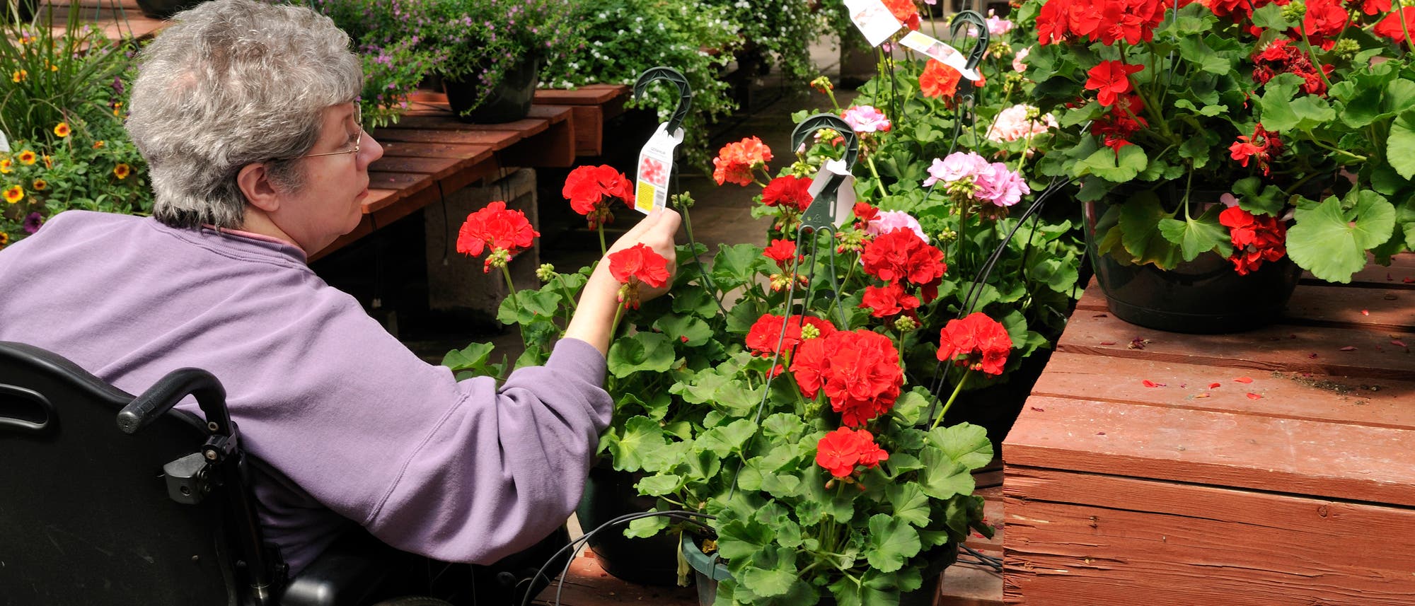 Eine Frau im Rollstuhl kauft Blumen Eine Frau im Rollstuhl kauft Blumen