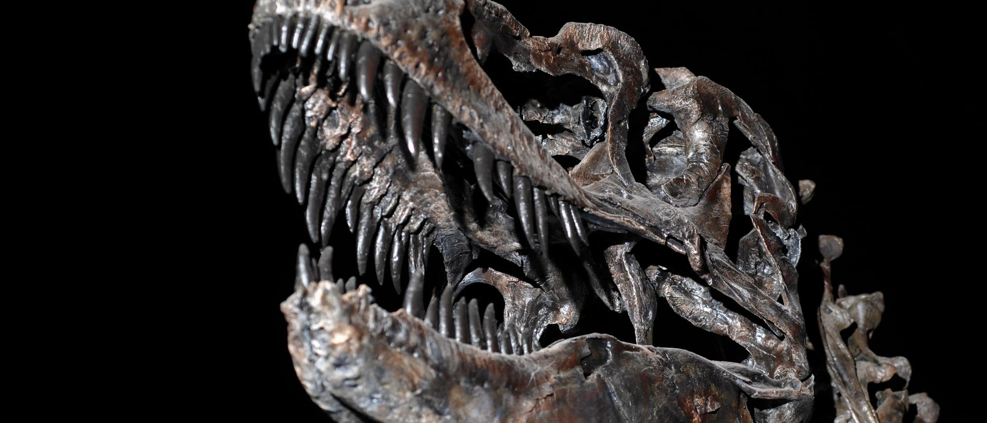 Der Schädel eines T. rex Der Schädel eines T. rex