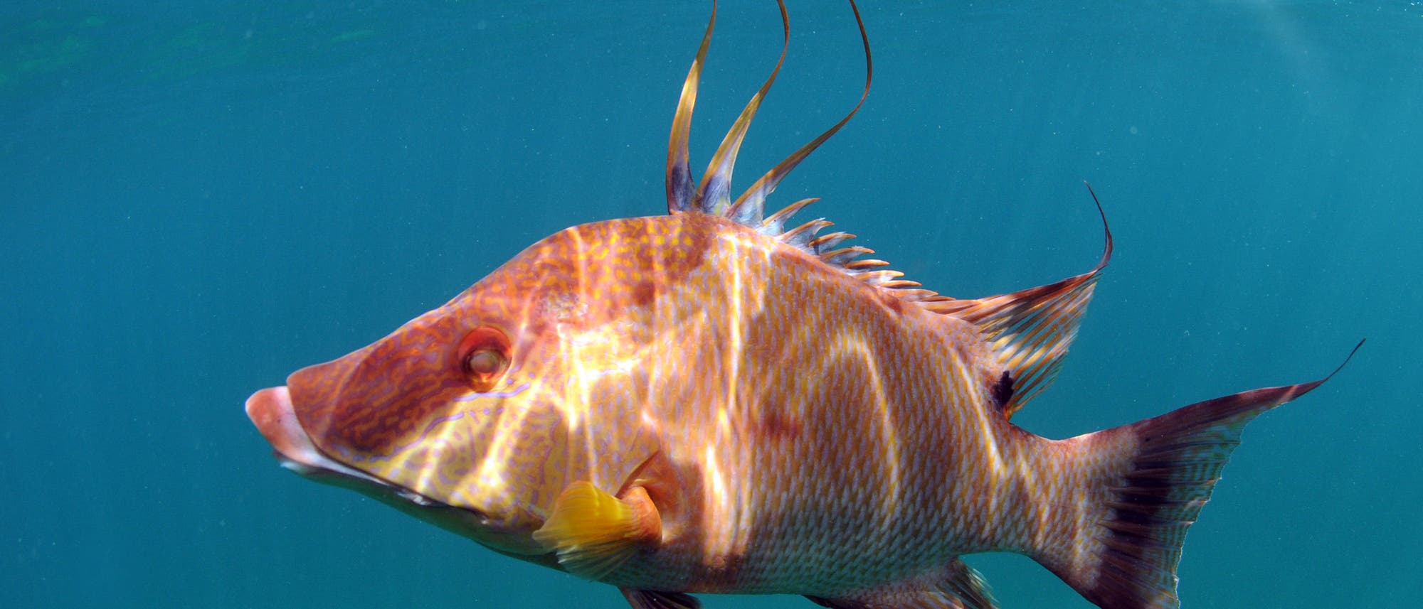 Eber-Lippfisch Eber-Lippfisch