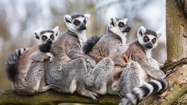 Eine kleine Gruppe von Katta-Lemuren