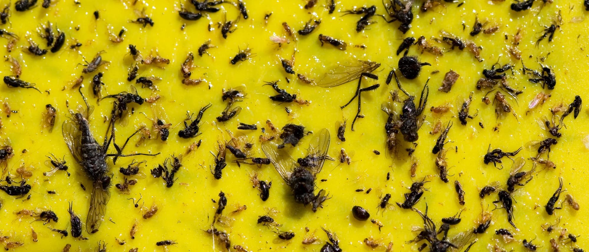 Insekten an einer Klebefalle Insekten an einer Klebefalle