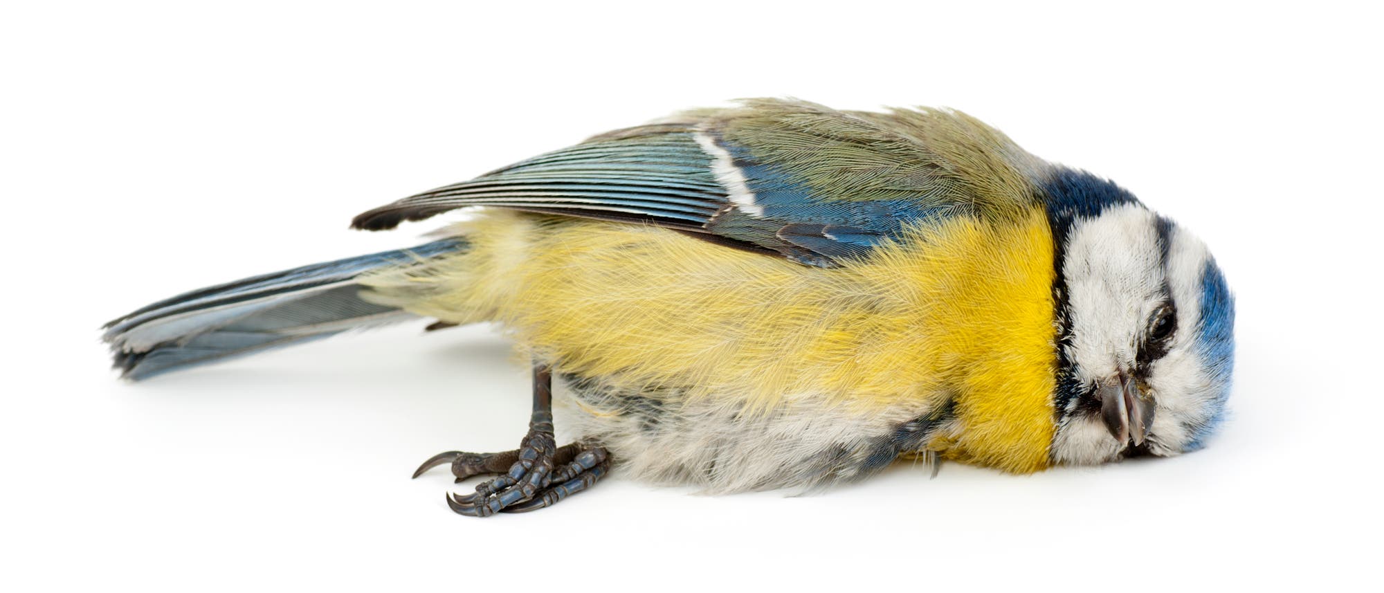 Tote Blaumeise Tote Blaumeise