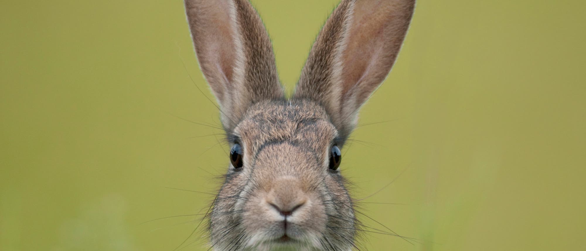 Waldkaninchen (Oryctalogus cuniculus) Waldkaninchen (Oryctalogus cuniculus)