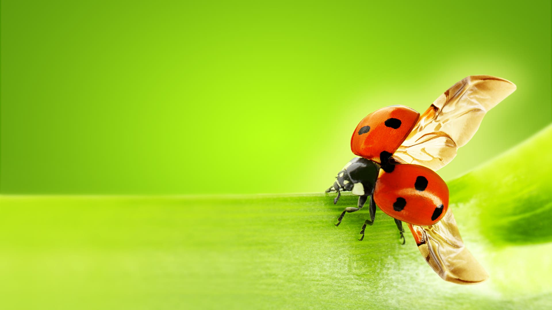 Angewandtes Origami: Wie der Marienkäfer die Flügel verstaut - Spektrum ...