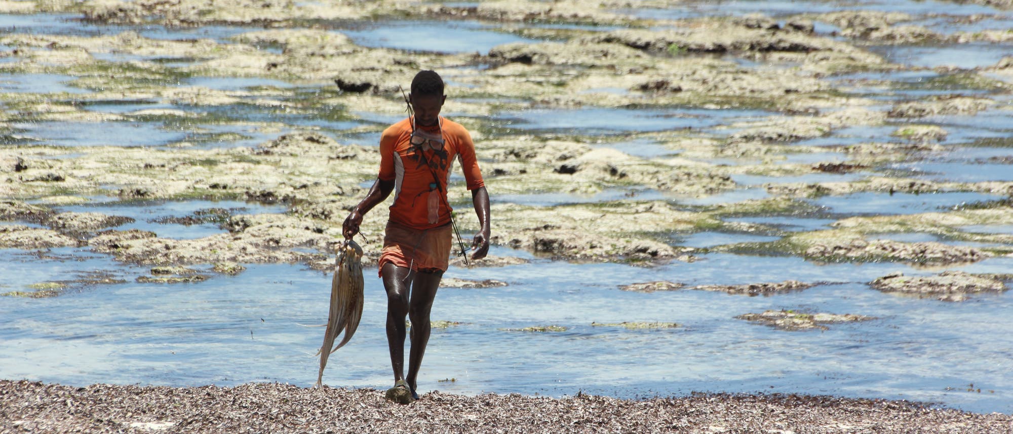 Ein kenianischer Fischer bringt einen Oktopus aus dem Meer. Ein kenianischer Fischer bringt einen Oktopus aus dem Meer.