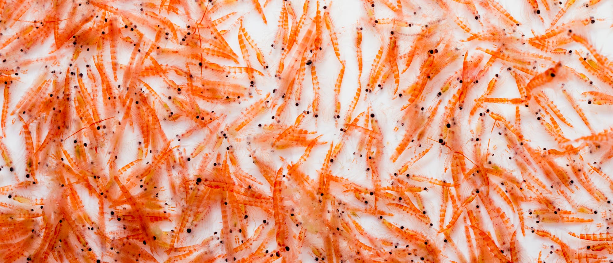 Antarktischer Krill Antarktischer Krill