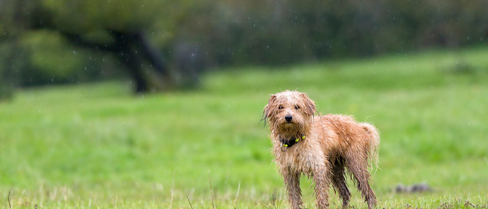 Nasser Hund Nasser Hund